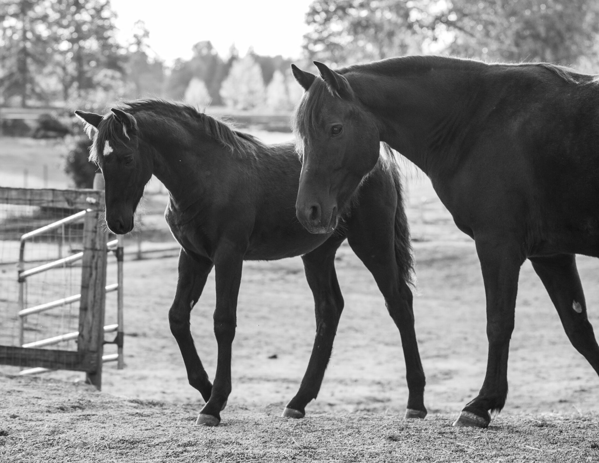 the-canadian-horse-heritage-canadians